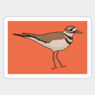 Killdeer bird Magnet